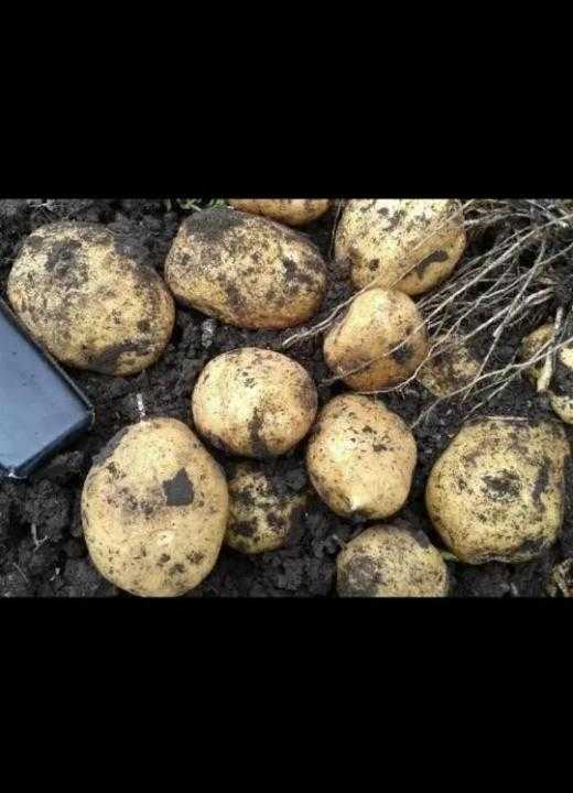 ✅ аризона: описание семенного сорта картофеля, характеристики, агротехника