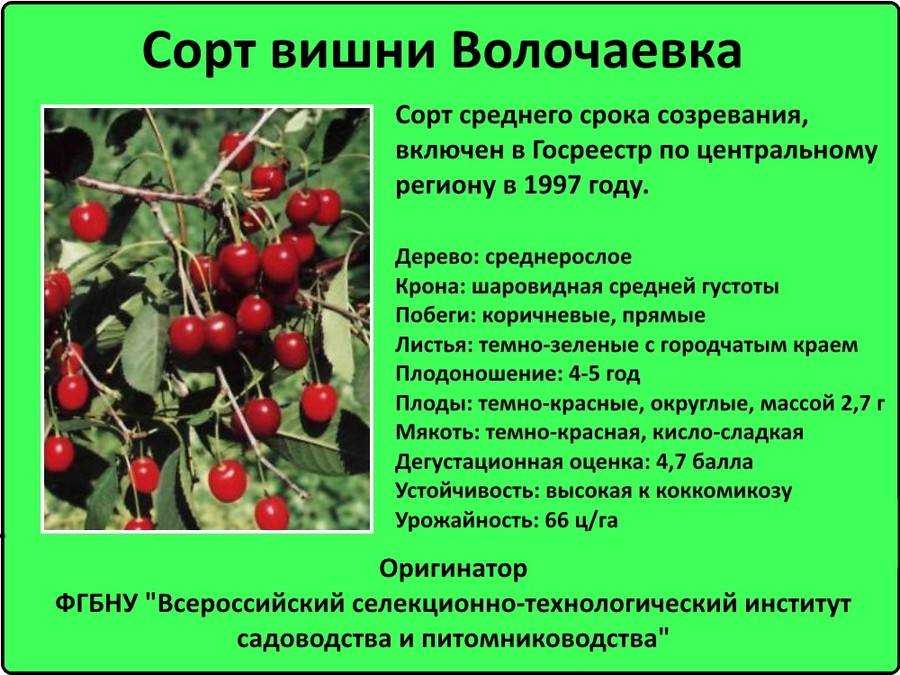 Черешня черная ленинградская: описание сорта, отзывы садоводов, технология выращивания и размножения, растения-опылители