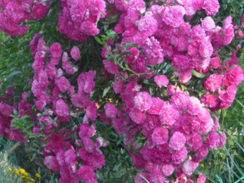 Плетистые розы: цветущие весь сезон, посадка и уход в открытом грунте, сорта плетистых роз, с фото и названиями, морозостойкие виды роз