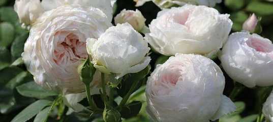 7 сортов садовой розы с нежными сиреневыми цветками
