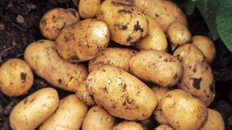 Сорт картофеля адретта: его характеристика и правила выращивания