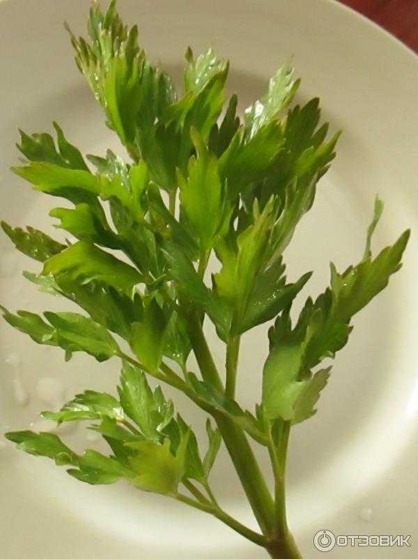 Что такое сельдерей: многолетнее или однолетнее растение, описание, характеристики, польза и вред