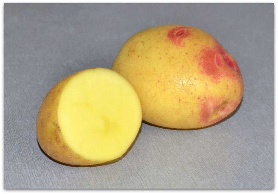 Описание и характеристики сорта картофеля ривьера