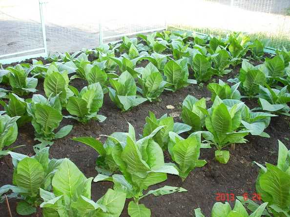 Табак гавана: выращивание и уход за сортом