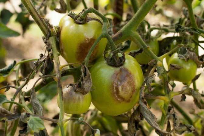 Листья помидоров чернеют, сохнут и скручиваются по краям: в теплице, в открытом грунте, что делать и чем обработать