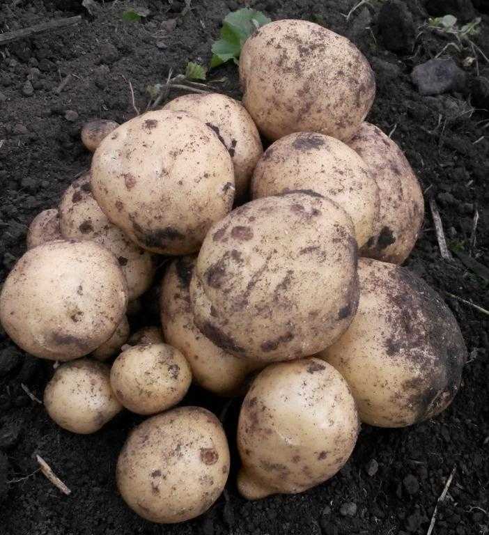 Картофель волат: характеристика и описание сорта картошки, преимущества и недостатки, отзывы тех, кто выращивал, фото внешнего вида
