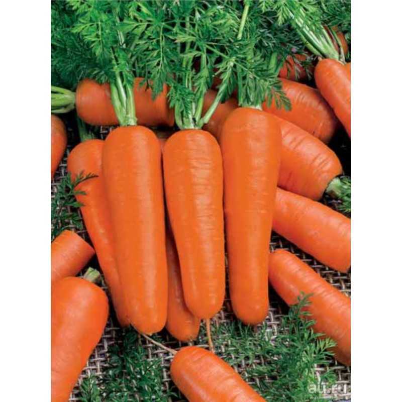 Сорта моркови для подмосковья для открытого грунта — важные правила выращивания и ухода
