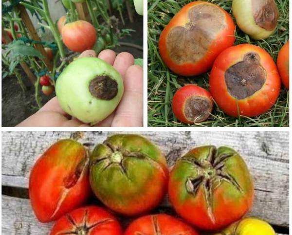 Причины загнивания плодов перца на кустах: «скорая помощь» для урожая