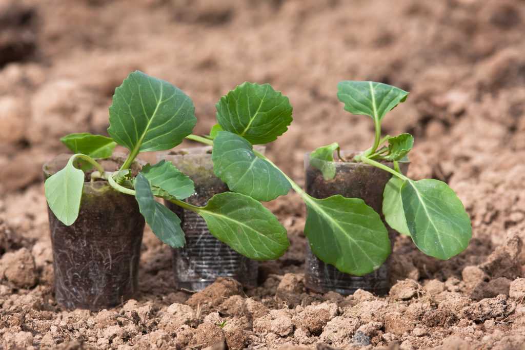 Брокколи: выращивание и уход в открытом грунте, посадка на рассаду