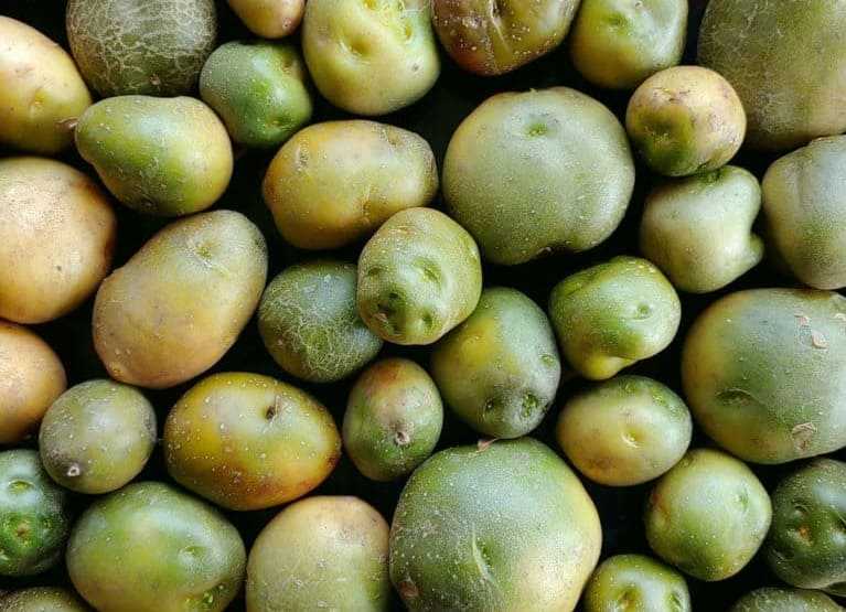 Зеленая картошка: что будет если съесть, чем опасна для здоровья