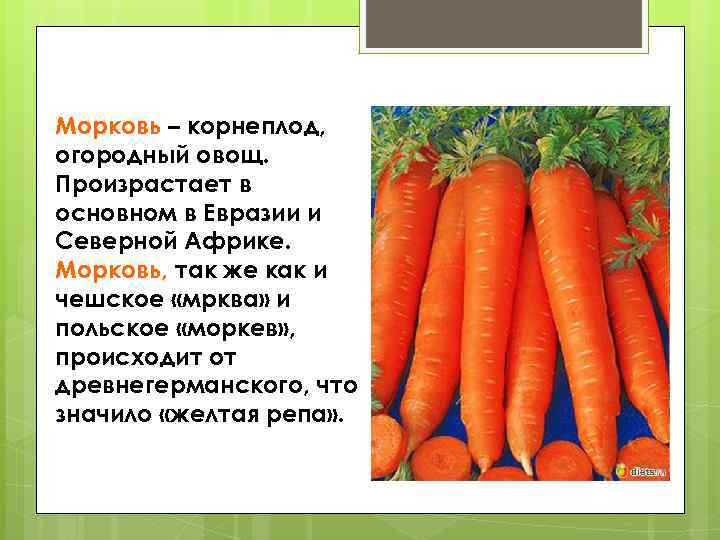 Морковь: это растение или нет, к какому семейству относится, все о моркови, фото и описание, сколько весит и из чего состоит, характеристика плода, форма и цвет