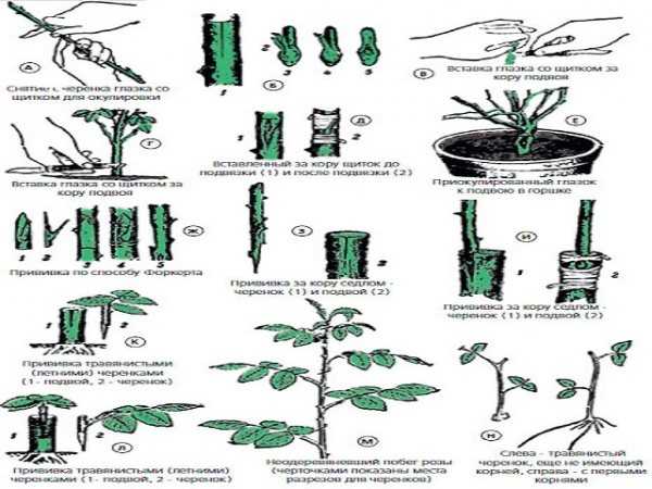 Размножение граната черенками в домашних условиях, как размножается гранатовое дерево, как укоренить (черенковать) комнатный гранат, как размножать куст