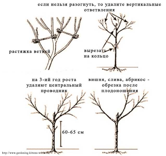 Полив деревьев: когда, сколько, как на supersadovnik.ru