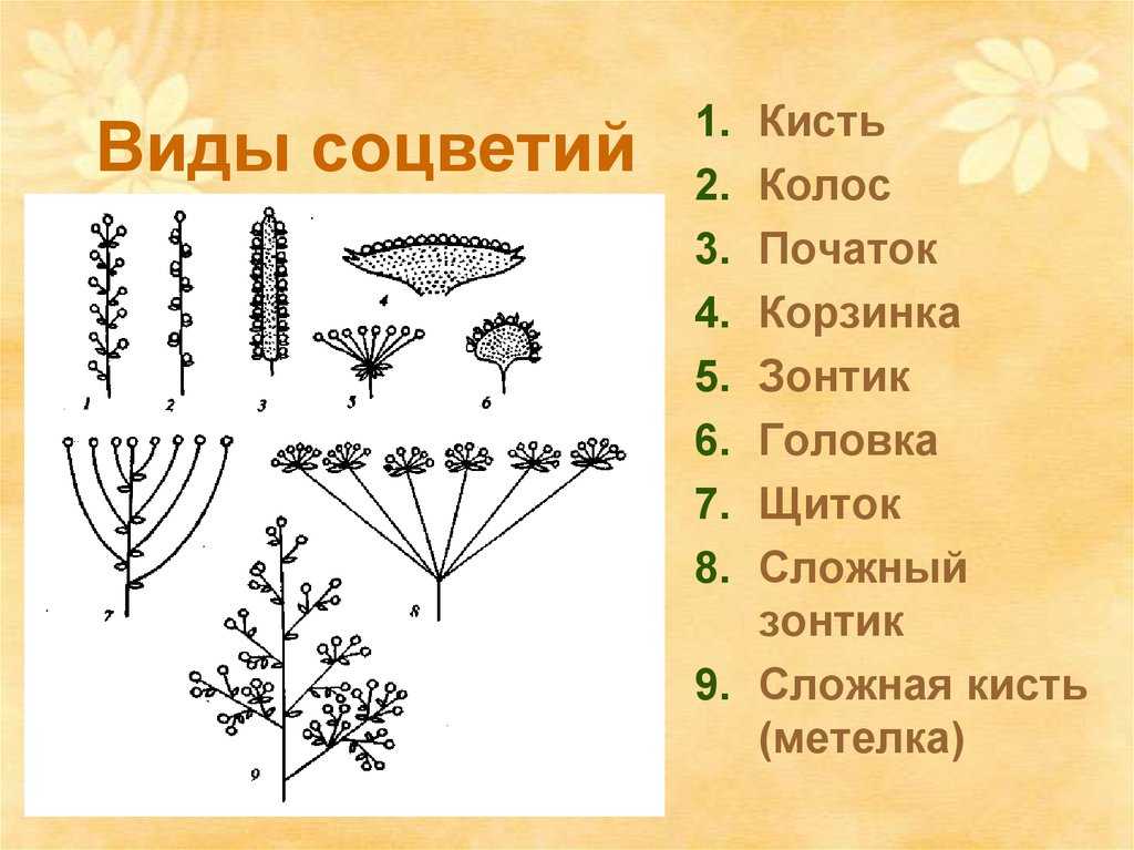 Крестоцветные растения (капустные) - примеры и фото, характерные признаки, формула, плод и цветок