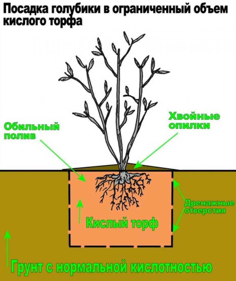 Выращивание жимолости съедобной в средней полосе [все про посадку и уход от эксперта] | сад и огород
