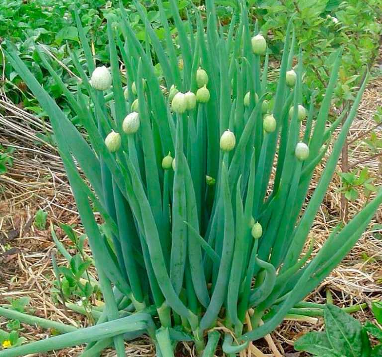 Апрельский лук-батун, особенности выращивания и ухода за растением