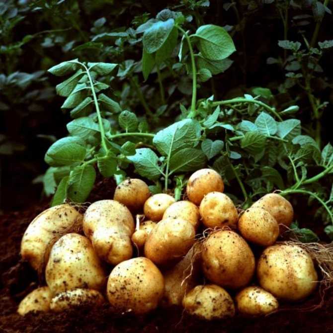 Почему картофель не цветет - дневник садовода semena-zdes.ru