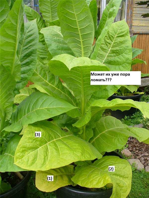 Правила выращивания табака трапезонд