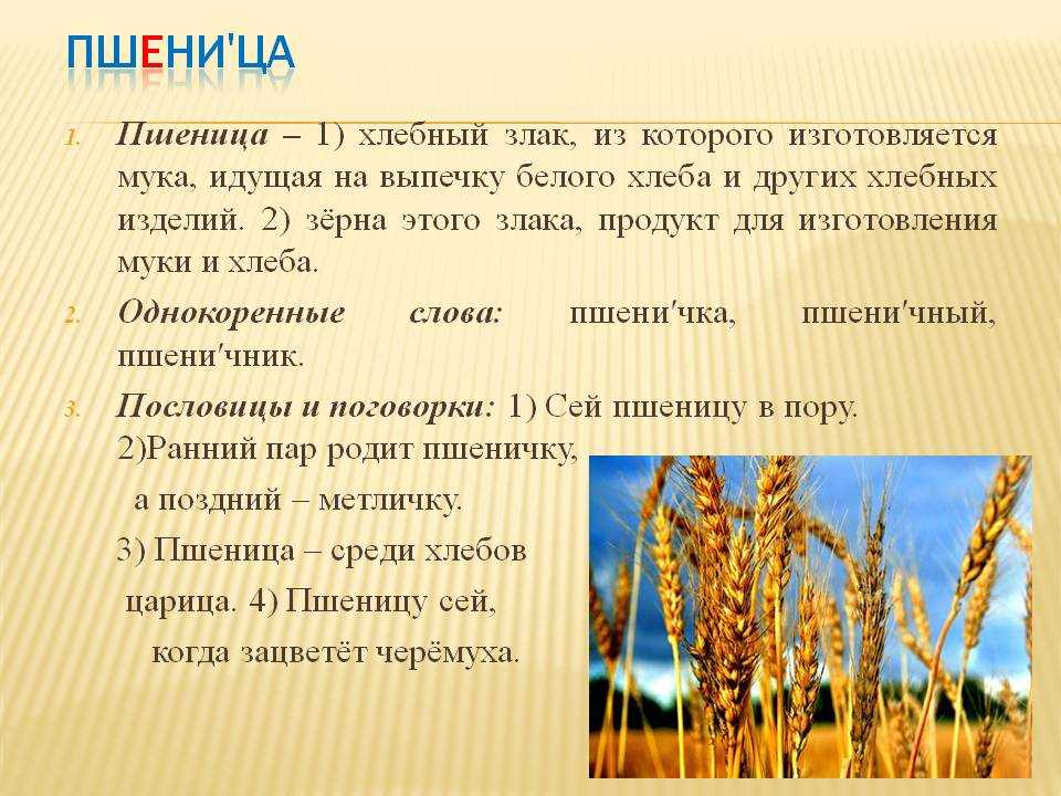 Пшеница группа организмов. Описание пшеницы. Пшеница предложение. Пшеница доклад. Пословицы про пшеницу.