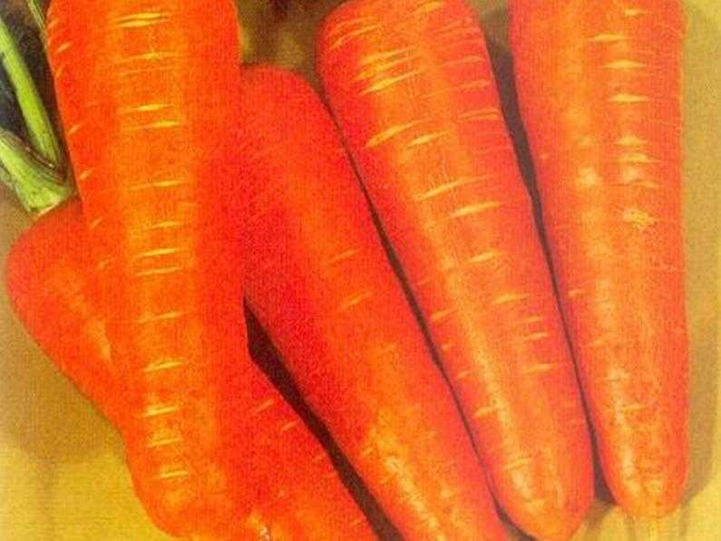 Морковь "шантане": описание и фото, отзывы
