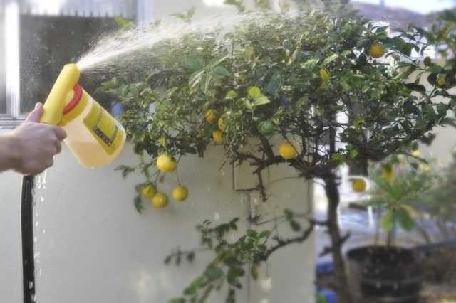 Почему не цветет лимон в домашних условиях и что делать, чтобы создать ему подходящие условия и заставить цвести