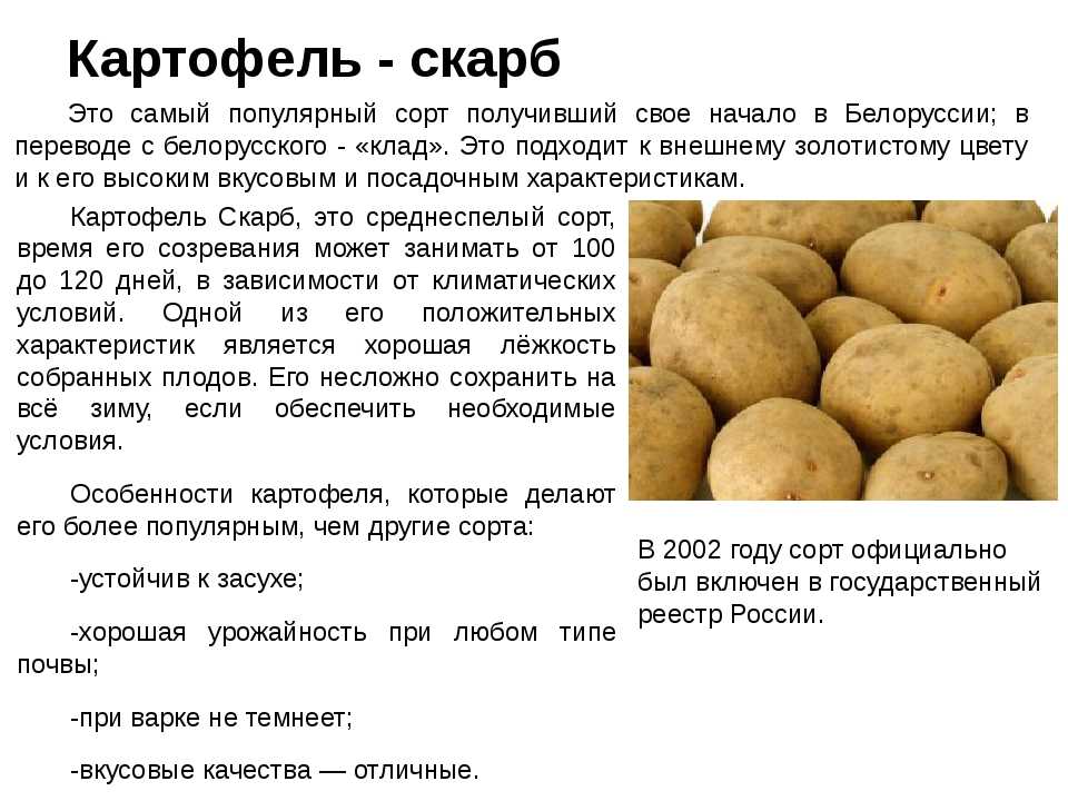 Картофель журавинка: описание сорта, фото, отзывы, особенности выращивания и уход :: syl.ru