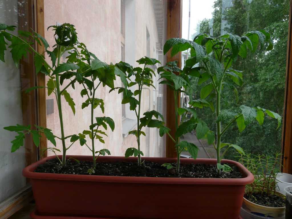 Мастер-класс по выращиванию томатов в горшках, с фото и видео на supersadovnik.ru