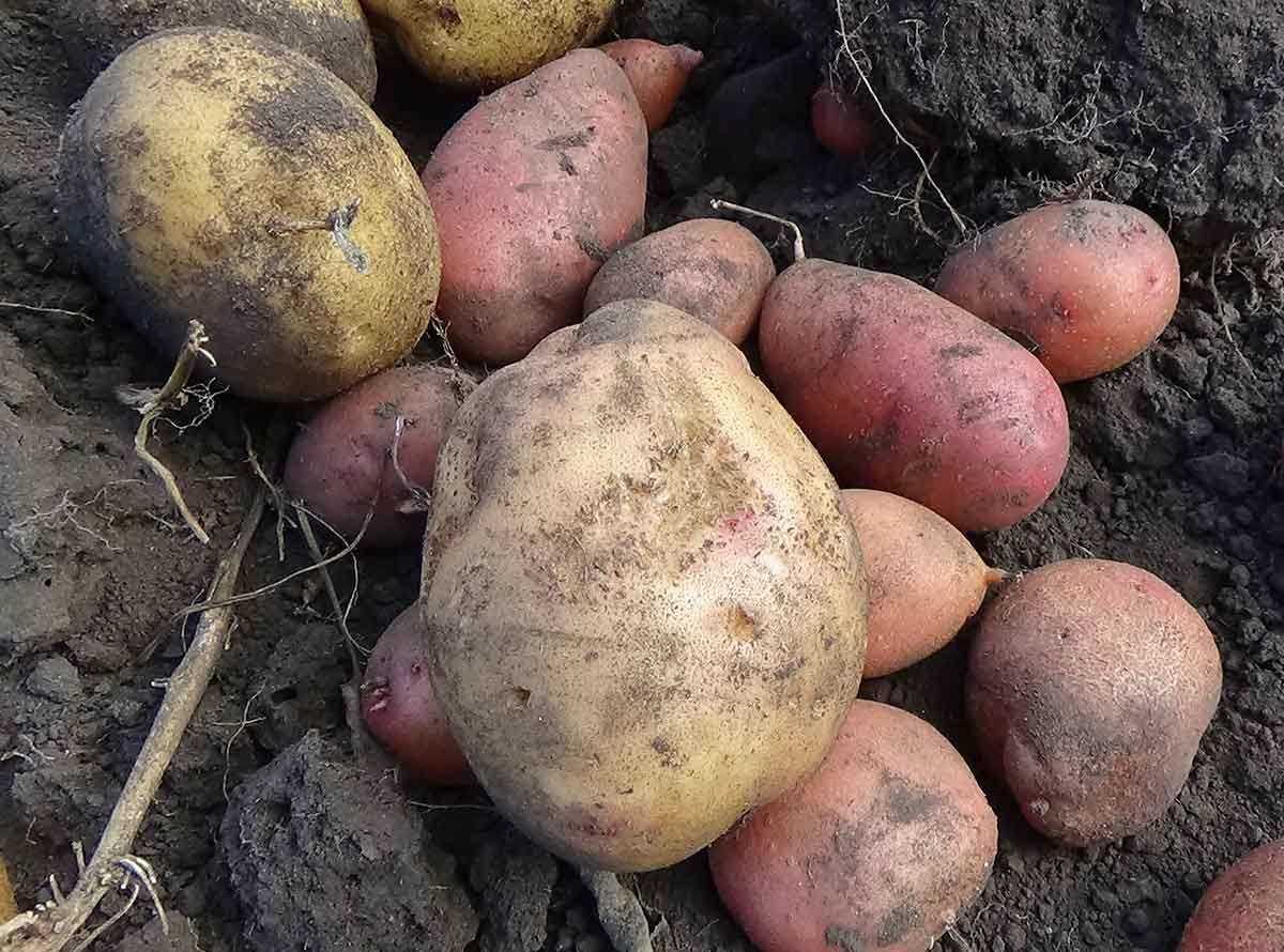 Село Пешково Купить На Семена Картошку Американку