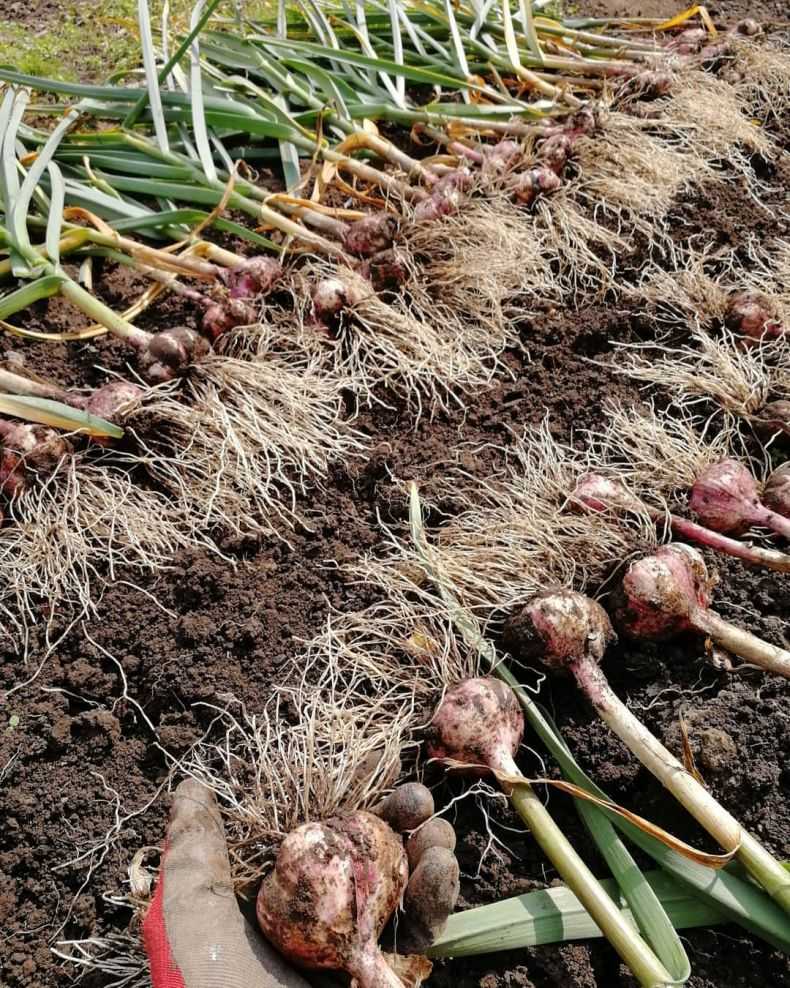 Выращивание чеснока в теплице: виды, посадка, уход и подкормка