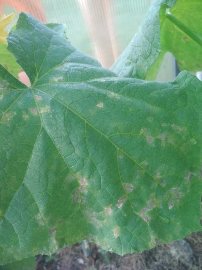 На листьях огурцов появились белые пятна: почему и что делать