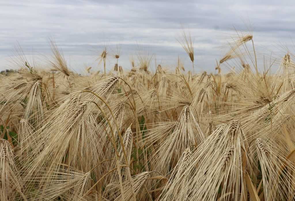Посев озимой пшеницы — глубина, качество, тонкости