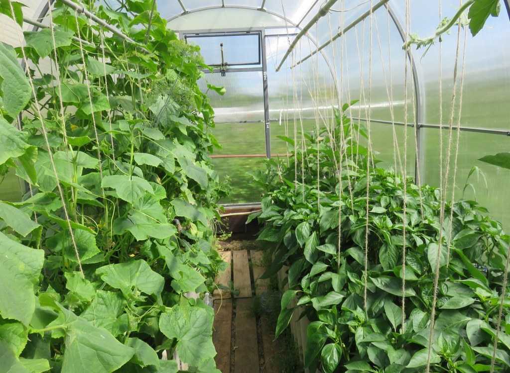 Как выращивать и ухаживать за баклажанами в теплице