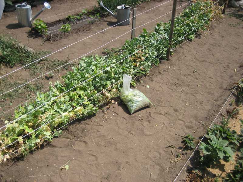✅ выращивание гороха в открытом грунте: посадка, уход, сбор и хранение урожая, полезные советы