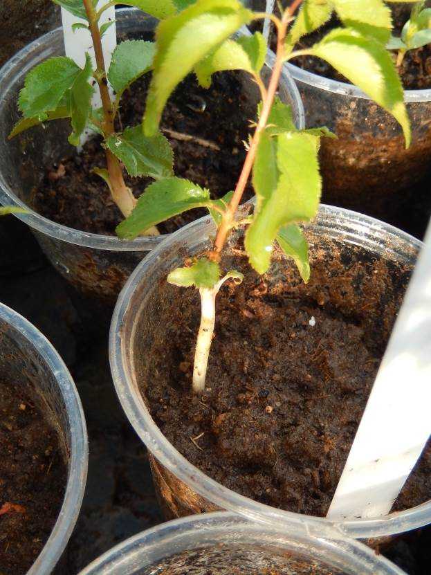 Как правильно вырастить дерево абрикоса из косточки?