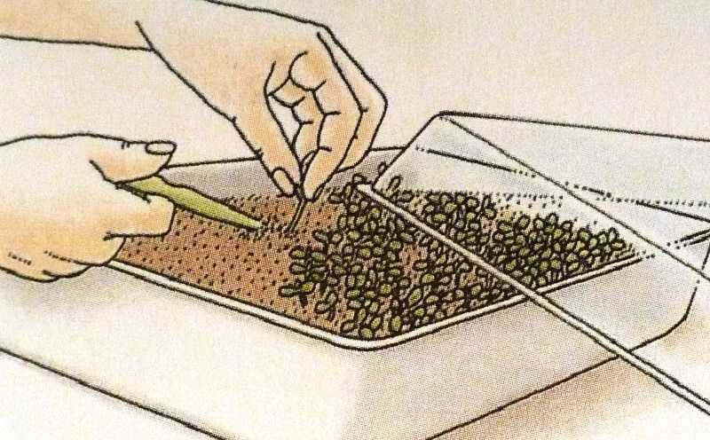 Как подготовить семена к посеву: 8 эффективных шагов | огородники