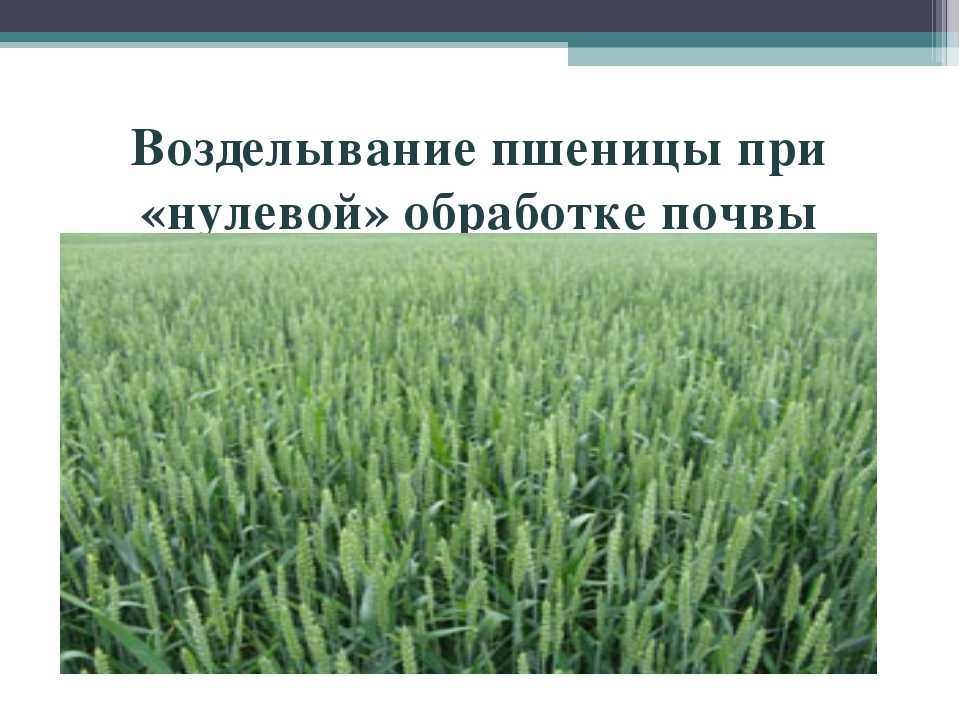 Выращивание пшеницы: технология, условия, регионы