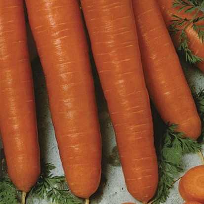 Морковь королева осени — холодостойкий и урожайный сорт