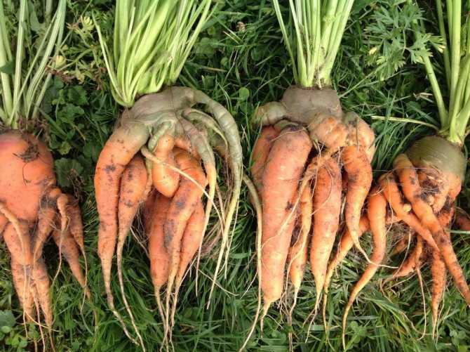Почему горчит свежая морковь и можно ли ее есть