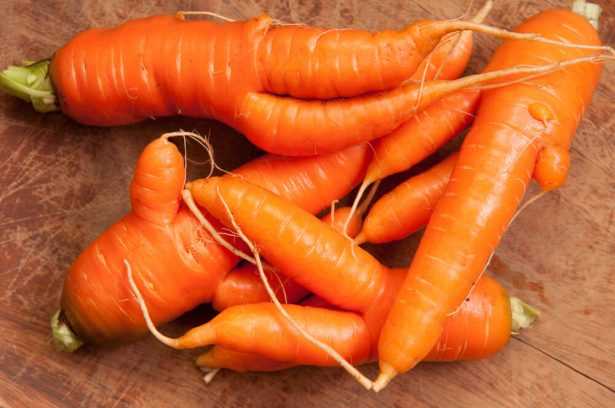 Почему морковь вырастает уродливой?