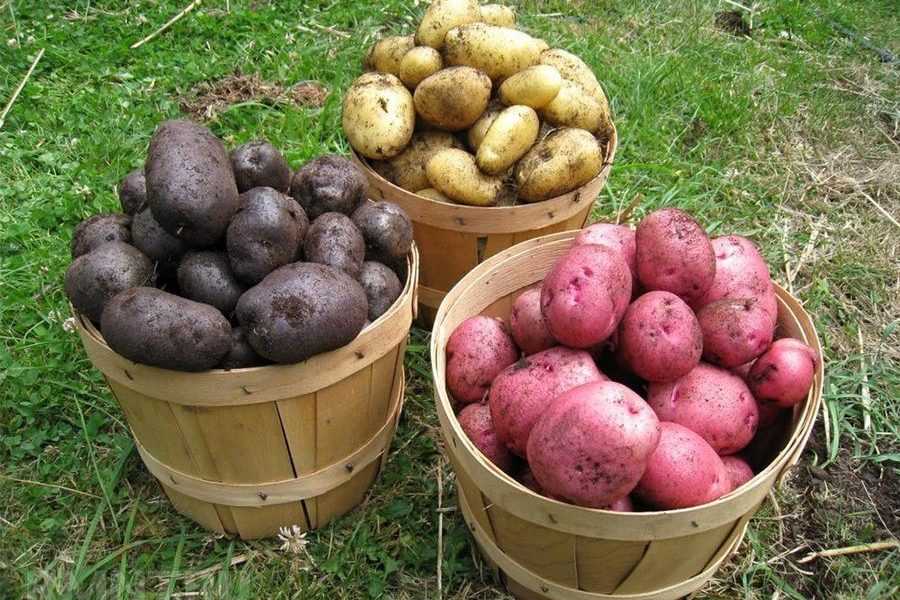 Причины, почему не цветет картофель: что делать
