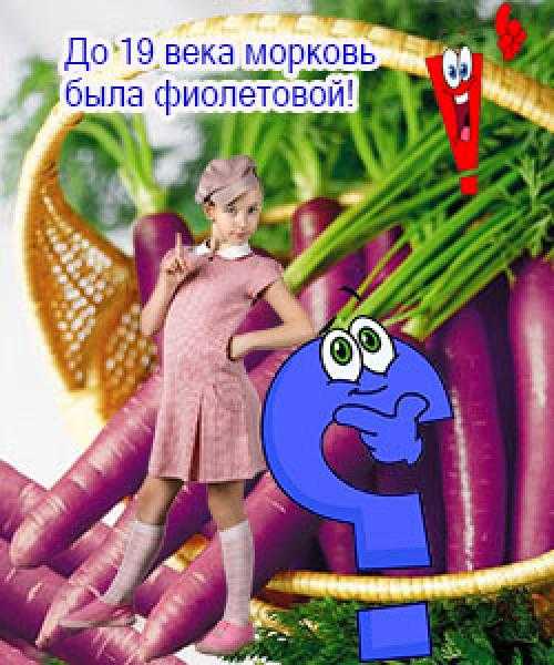 Морковь карамель фиолетовая отзывы