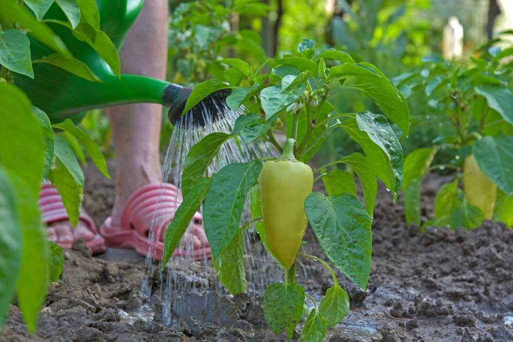 Инструкция, как поливать перец в открытом грунте: частота и правила полива в период плодоношения и в другие фазы роста овоща