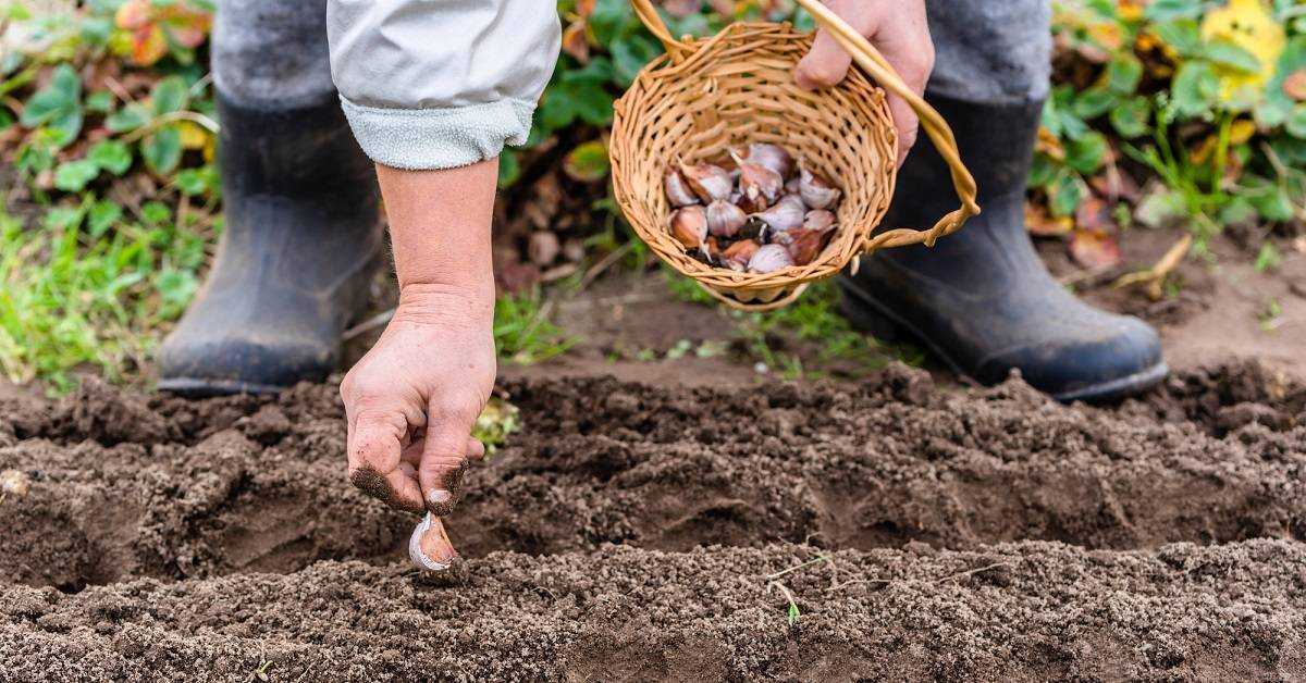 Выращивание чеснока: секреты хорошего урожая, как правильно посеять, уход в открытом грунта на грядке огорода, в теплице круглый год, под пленкой, технология  русский фермер