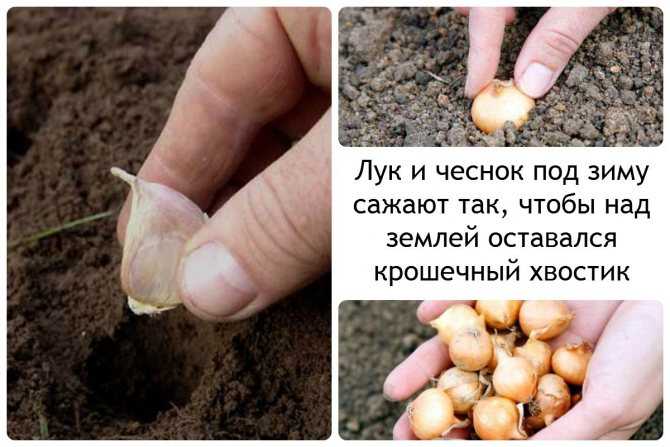 Как спасти чеснок от вырождения: выращивание из бульбочек
