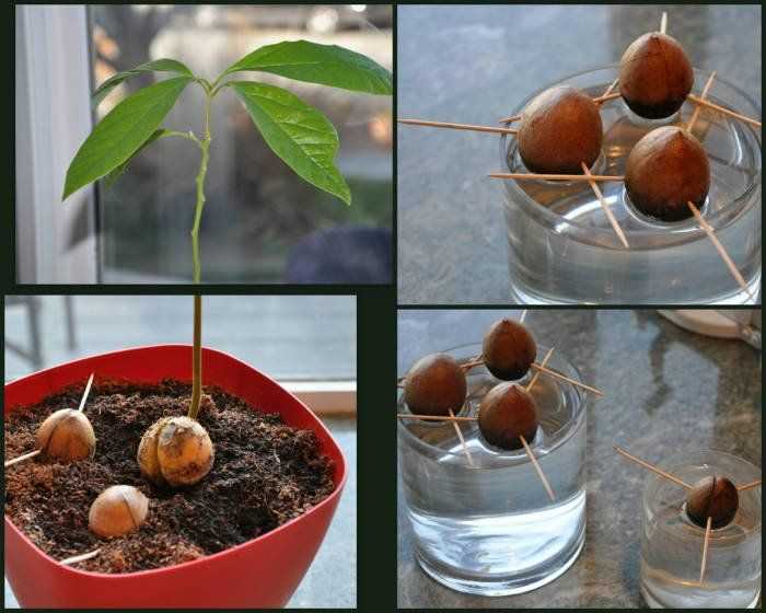 Когда и как правильно посадить саженец абрикоса осенью и весной
