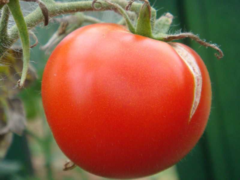 Почему трескаются помидоры при созревании, основные причины, советы.
почему трескаются помидоры при созревании, основные причины, советы.