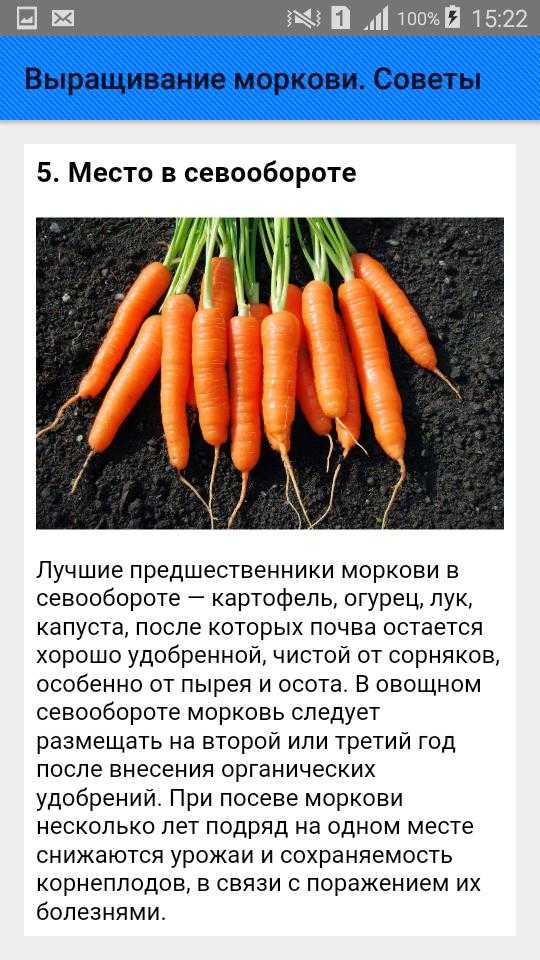 Почему горчит свежая морковь и можно ли ее есть