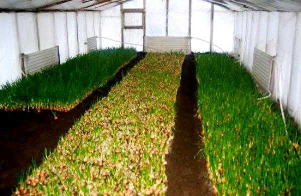 Как выращивать и ухаживать за петрушкой в теплице, сколько растет и какая урожайность