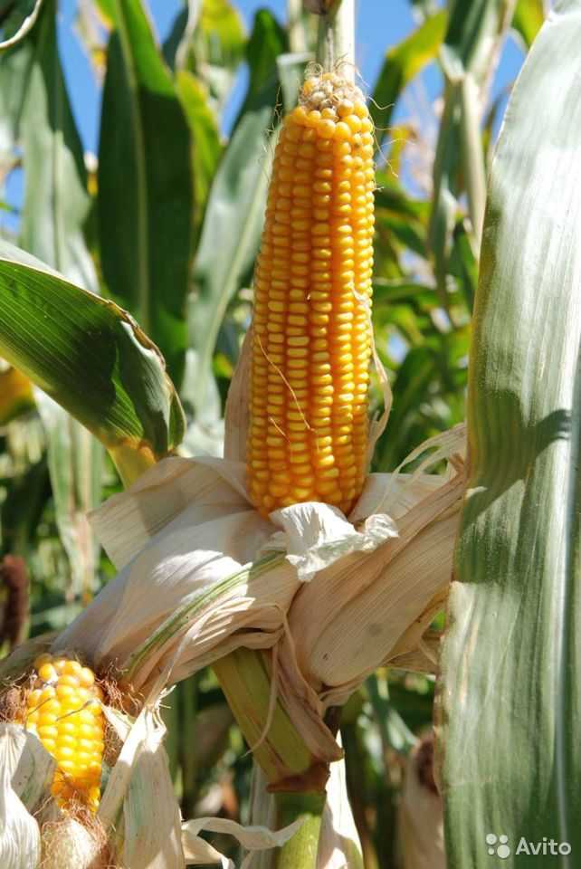 Вареная кукуруза: польза и вред «царицы полей»