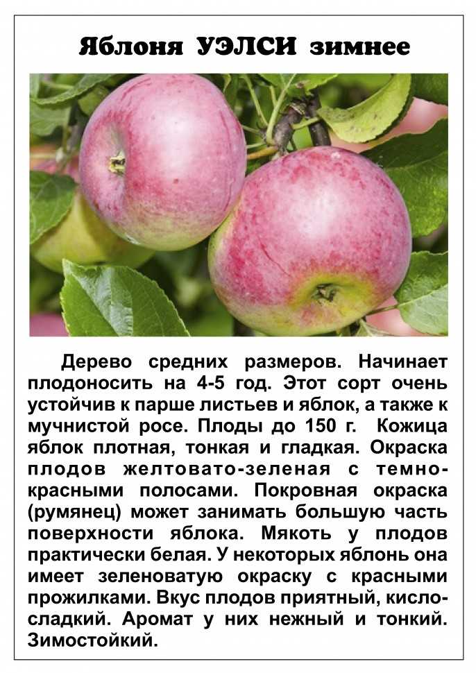 16 лучших сортов жимолости 2021: названия с описанием, фото и отзывами